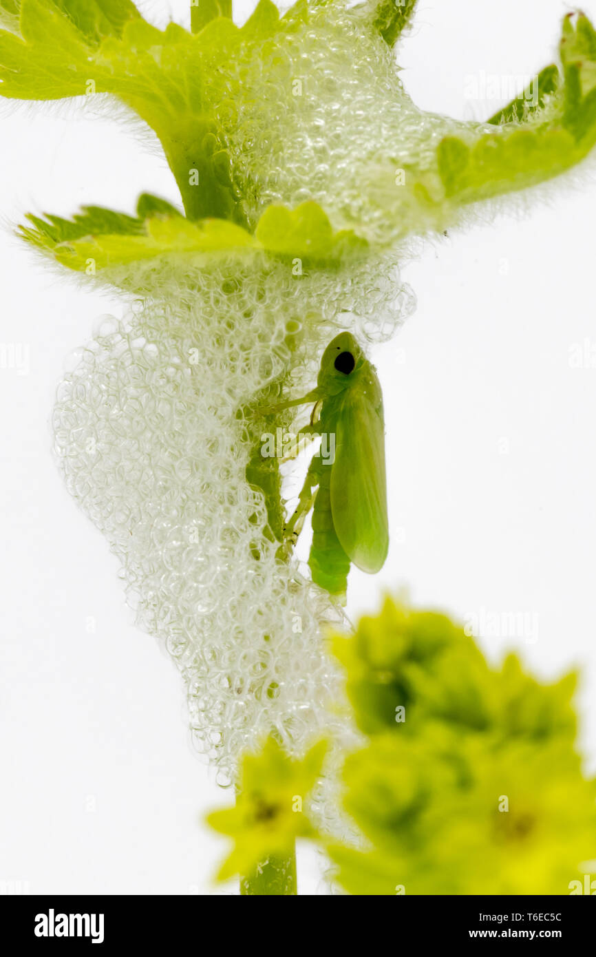 Larva di una verde cavallo di fieno nel suo bozzolo di schiuma poco dopo la schiusa Foto Stock