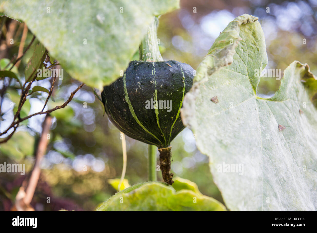 Chiudere la vista di un verde scuro buttercup squash che ha insinuato il suo modo dal giardino ad essere appeso ad un albero di molti metri di distanza per trovare il miglior sunshine. Foto Stock
