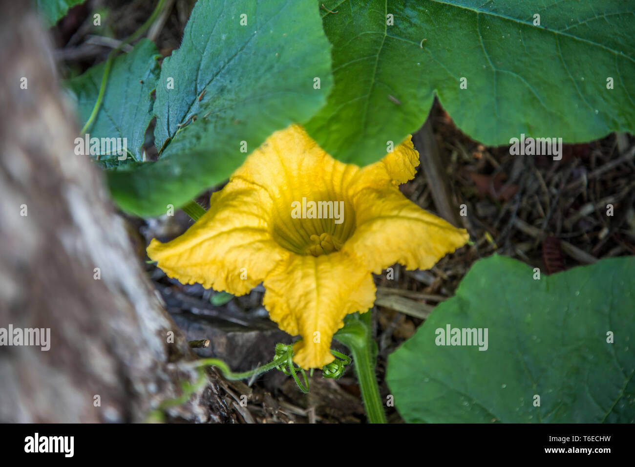 Close up di vibranti ranuncolo giallo dei fiori di zucca circondato dal verde brillante delle foglie con un picco viticcio. Foto Stock