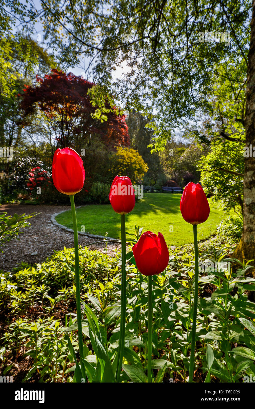 Giardino Pinetum; Tulipani; Cornovaglia; Regno Unito Foto Stock