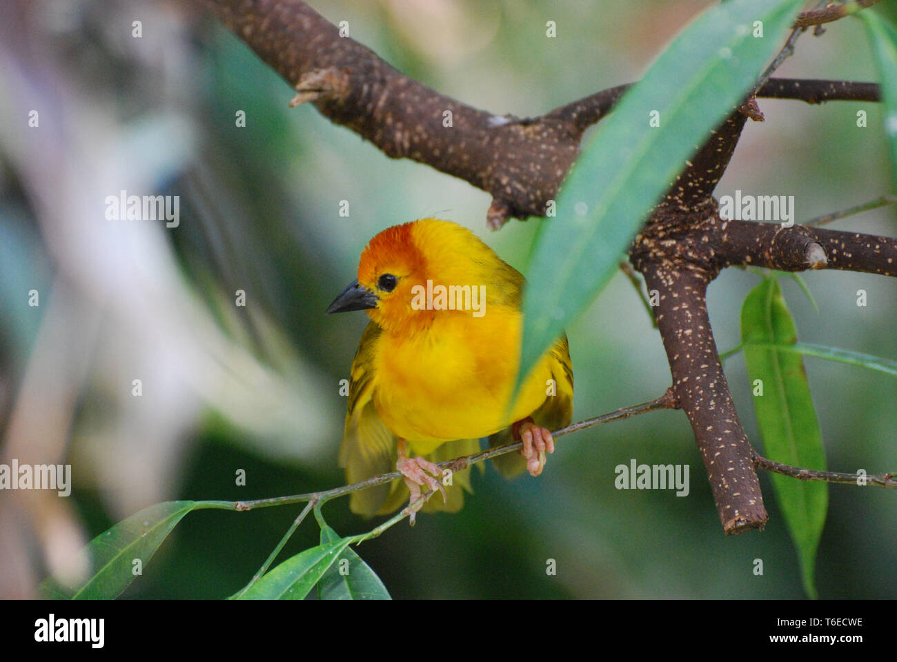 Trillo giallo con i suoi piedi avvolto intorno a un ramo di albero. Foto Stock