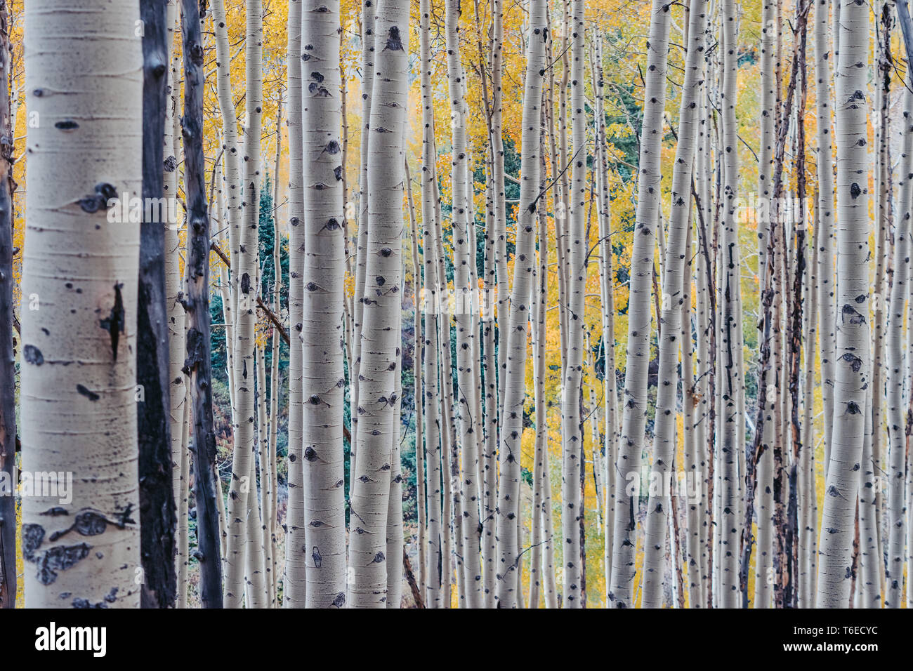 Giallo dorato aspen alberi durante la caduta a Maroon Bells in Aspen, Colorado, STATI UNITI D'AMERICA Foto Stock