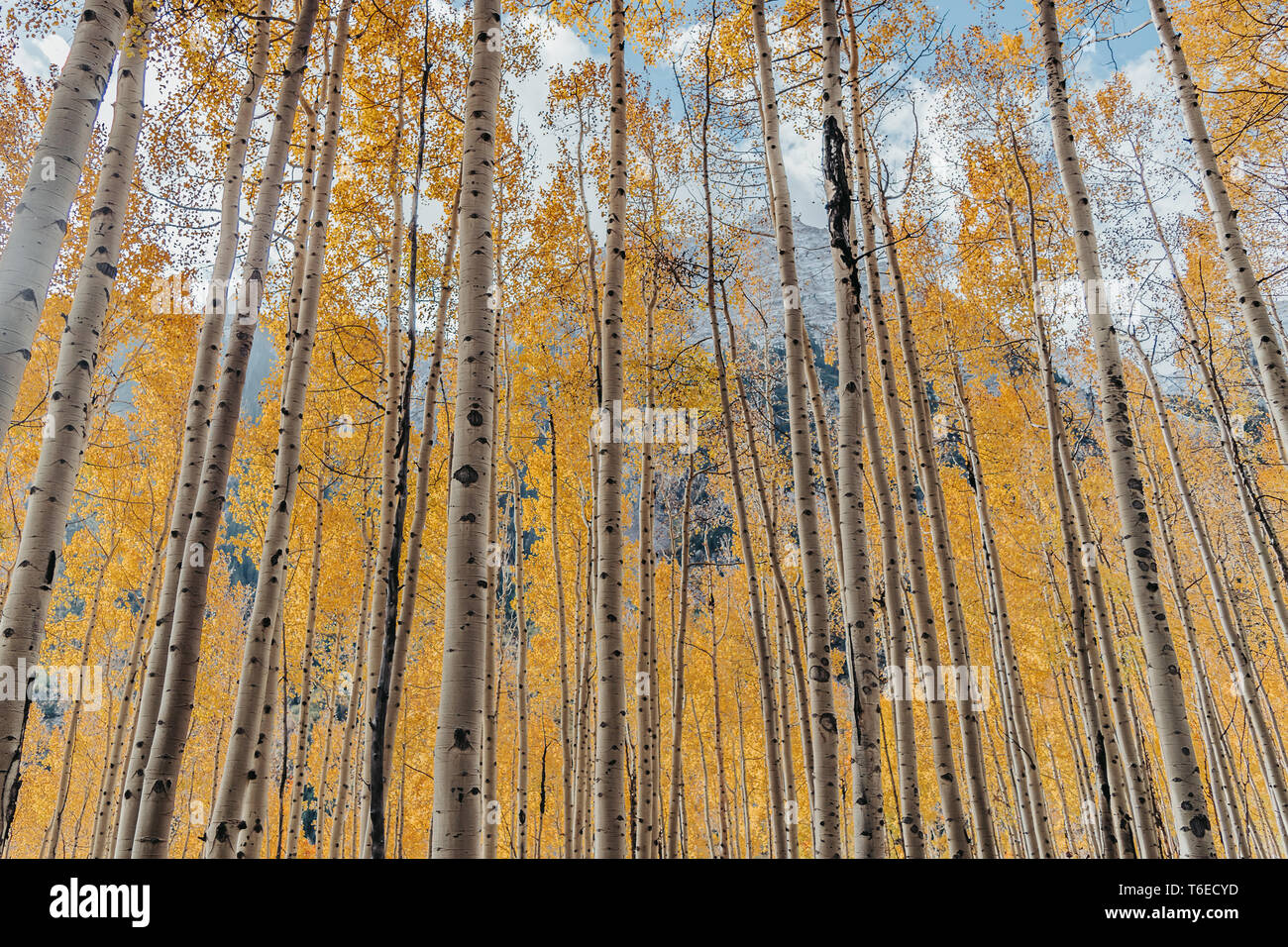 Giallo dorato aspen alberi durante la caduta a Maroon Bells in Aspen, Colorado, STATI UNITI D'AMERICA Foto Stock