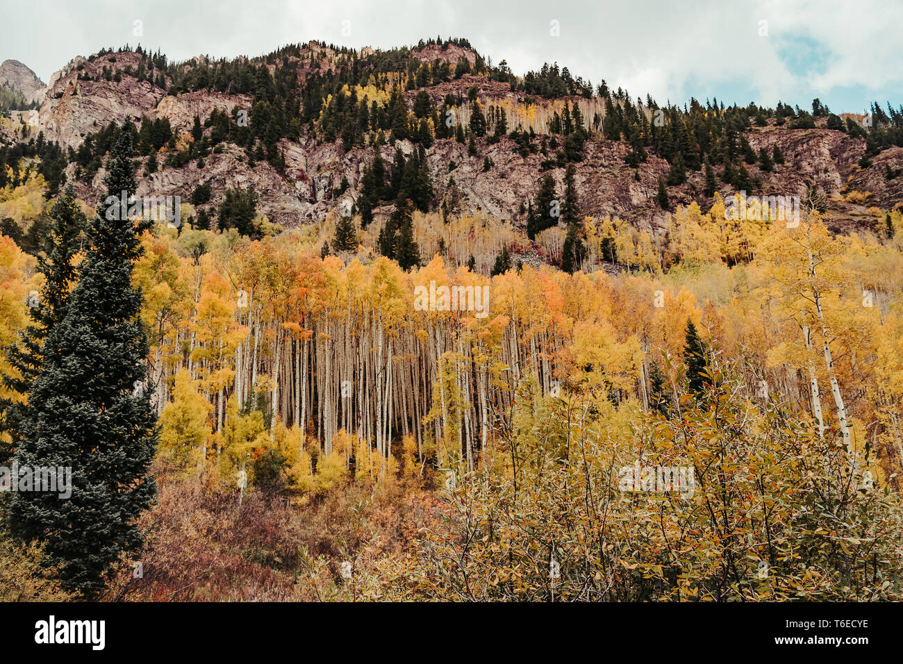 Giallo dorato aspen alberi e pini nelle Montagne Rocciose durante la caduta a Maroon Bells in Aspen, Colorado, STATI UNITI D'AMERICA Foto Stock