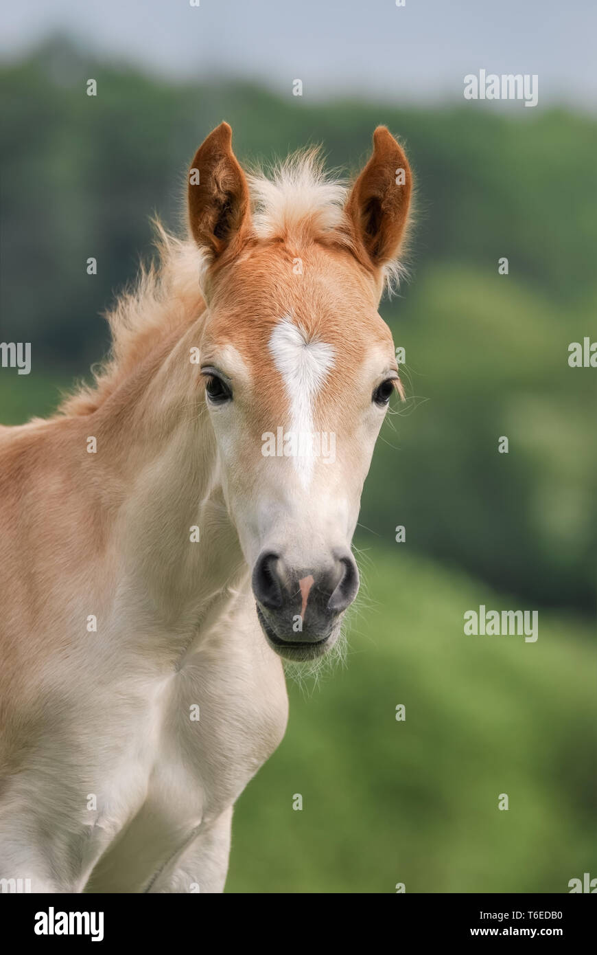 Piccolo grazioso cavallo Haflinger puledro, biondo castagno, alertly permanente in un prato, testa frontale con un bianco blaze marcatura, ritratto Foto Stock