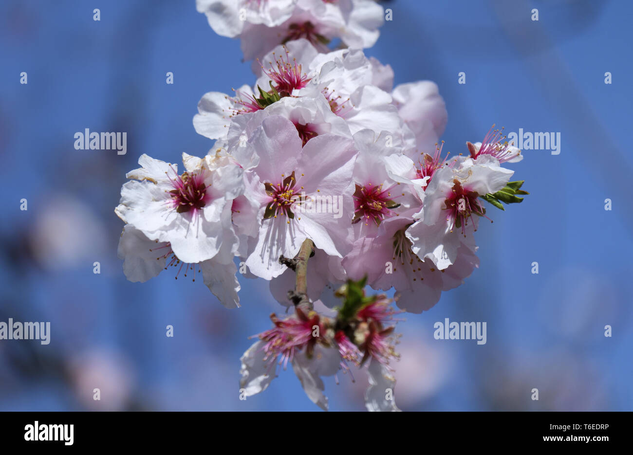 Mandorlo blossom (Prunus dulcis) Foto Stock