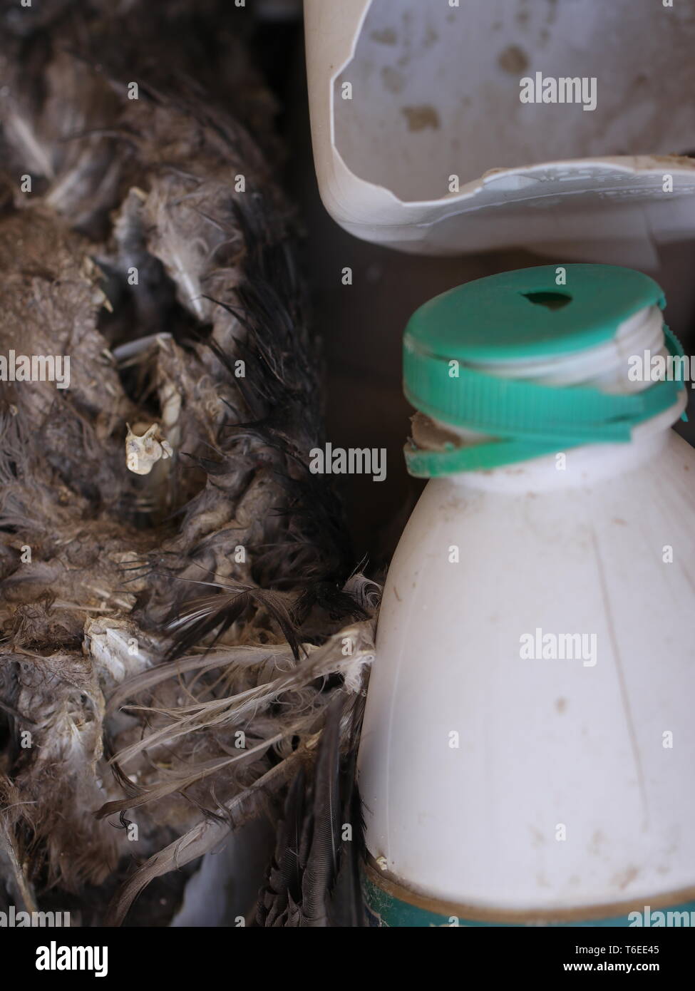 Scomposto la bottiglia di plastica accanto all uccello morto Foto Stock