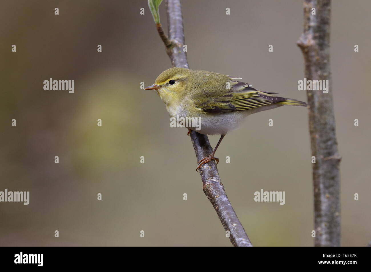 Trillo di legno a cantare in Welsh boschi di quercia. Foto Stock