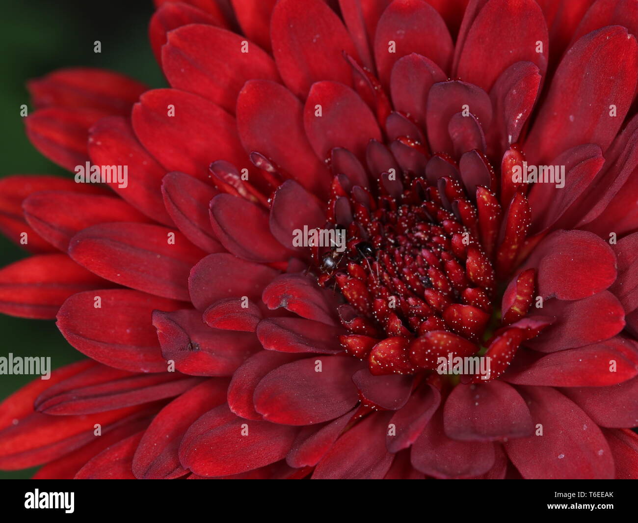 Macro bellissimo fiore rosso Foto Stock