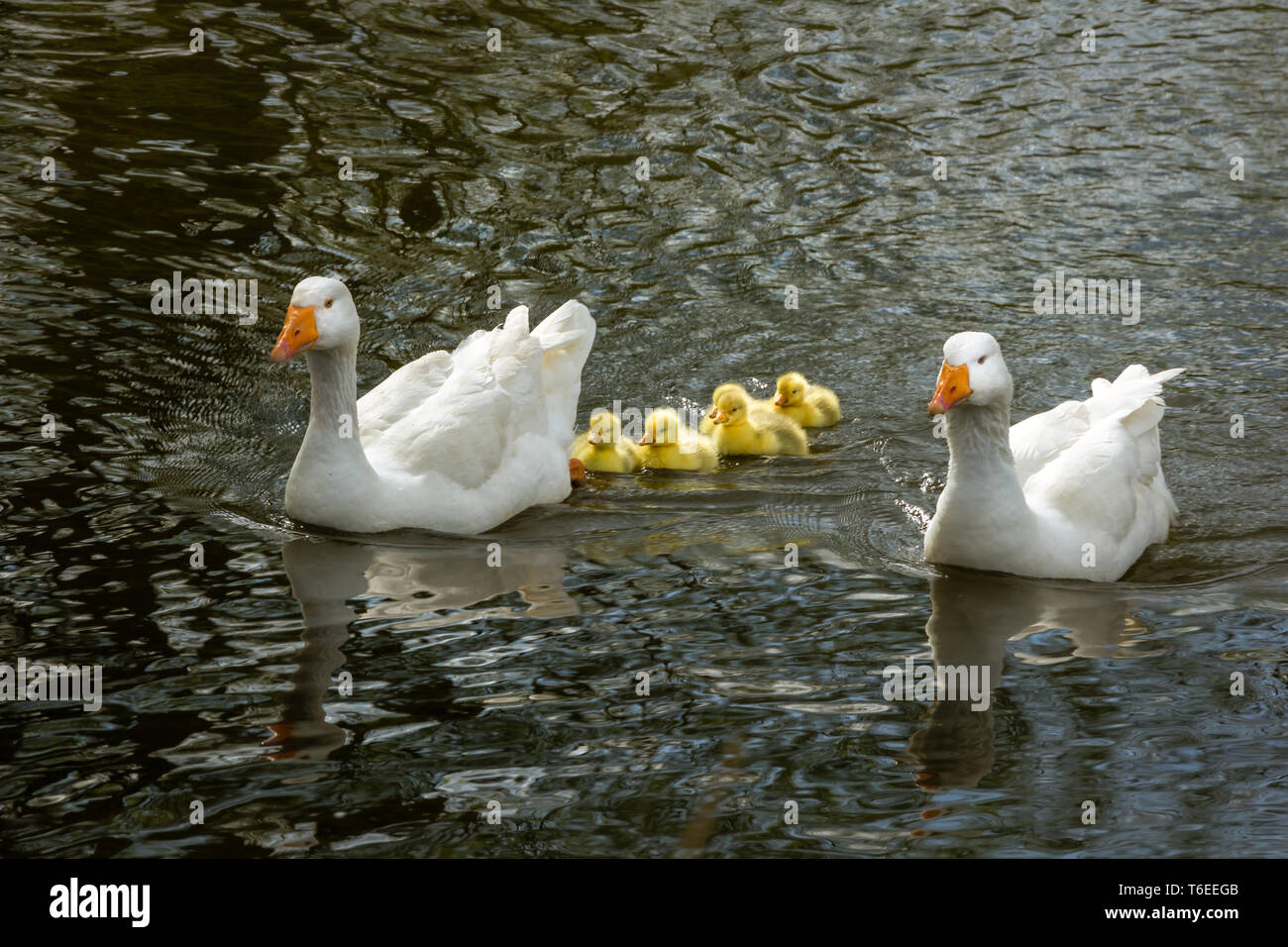 Famiglia di anatre sull'acqua due anatre bianche con pulcini Foto Stock