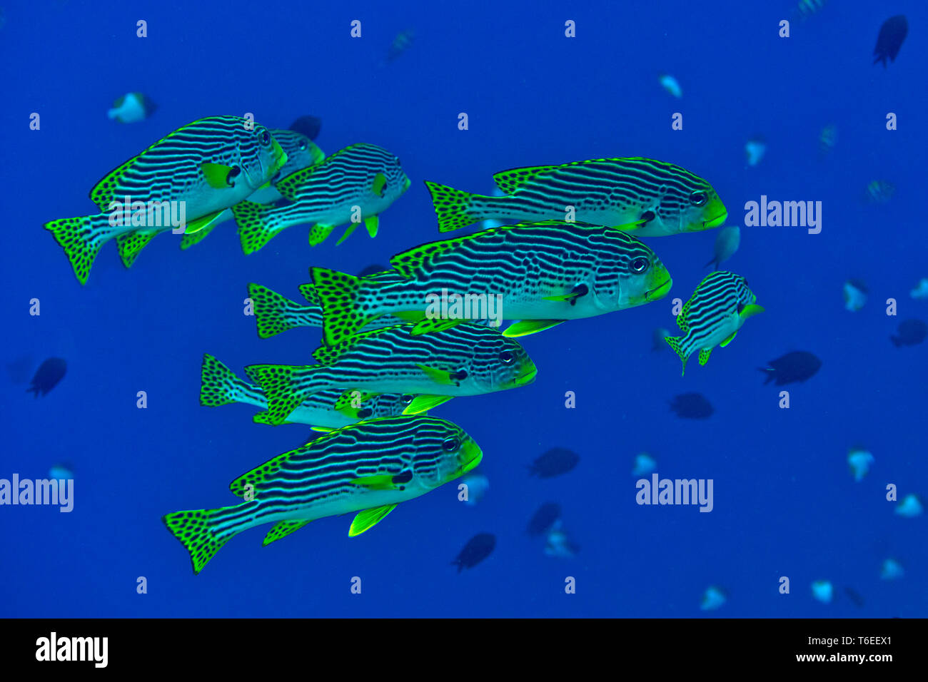 Yellowbanded o diagonale sweetlips nastrati ( Plectorhinchus lineatus ) e oriental sl. ( Plectorhinchus vittatus ) nuoto sulla barriera corallina di Bali Foto Stock