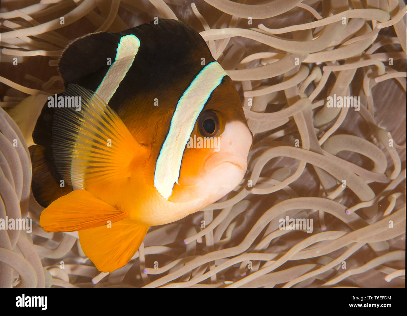 Clark, Anemonefish Amphiprion clarkii tra anemone marittimo tentacoli, Bali, Indonesia Foto Stock