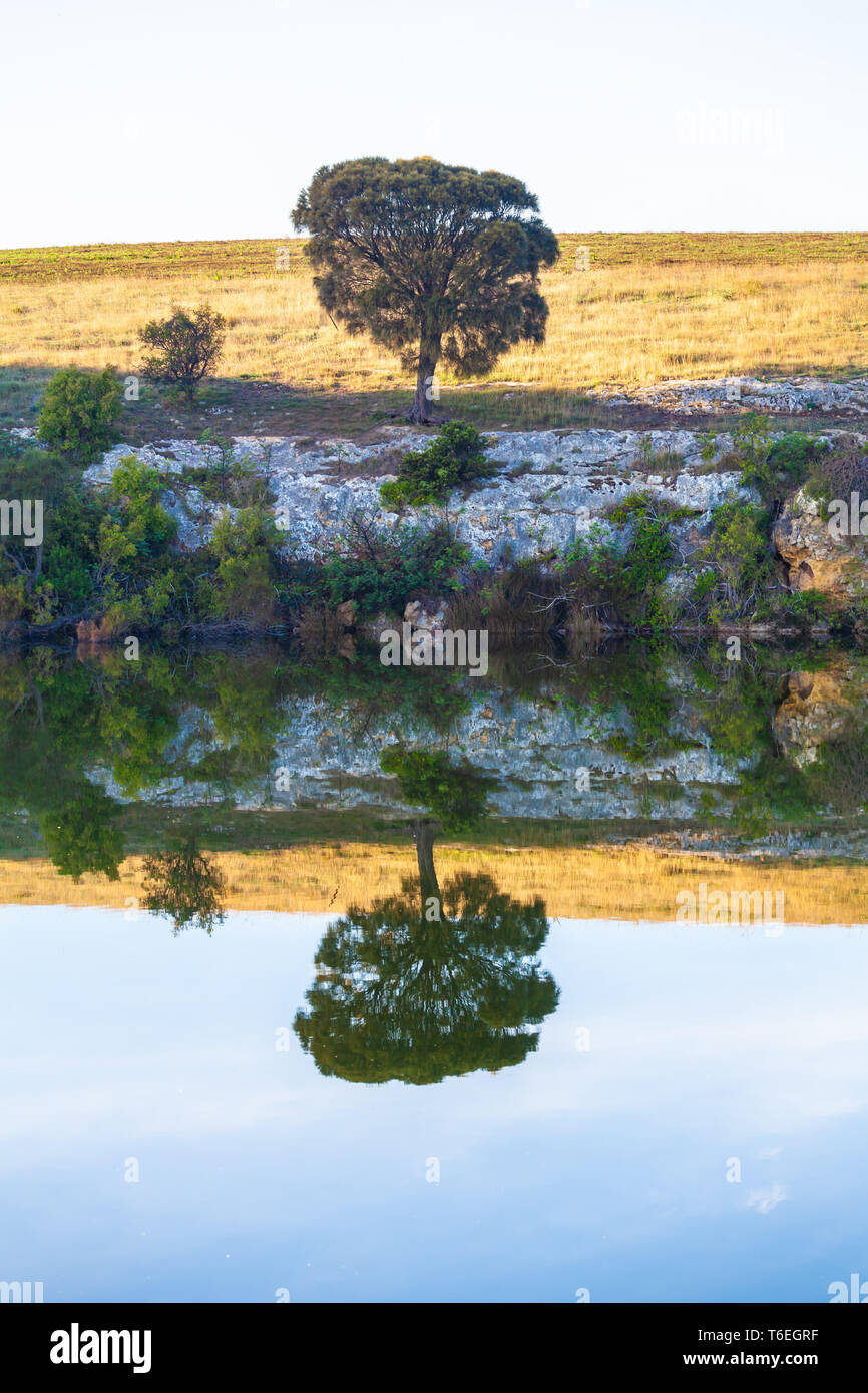Lone Tree riflettendo in acqua a sunrise - immagine verticale Foto Stock