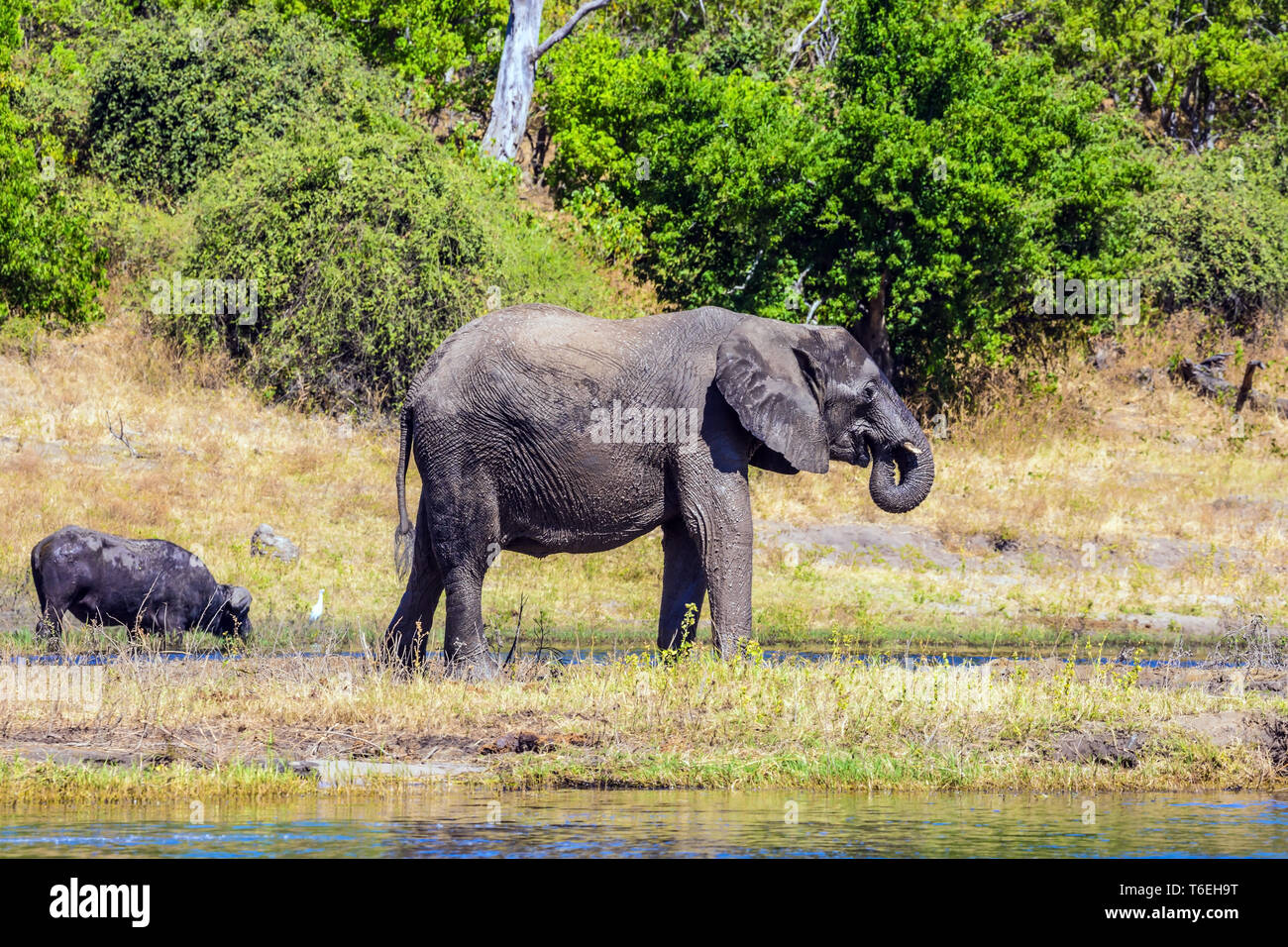 Abbeveraggio degli animali di grandi dimensioni in Okavango Delta Foto Stock