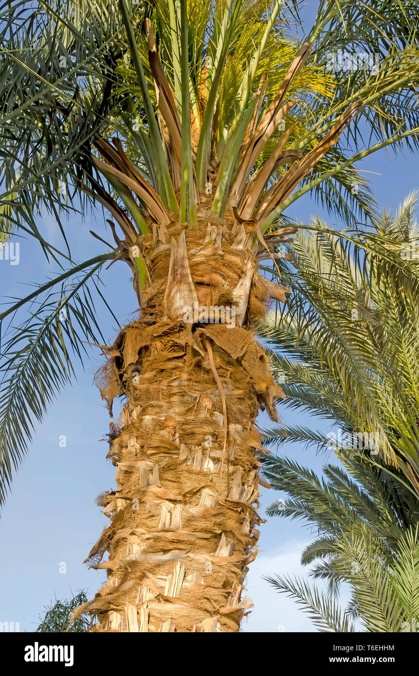 Egyptian Palm tree cresce sulla banca del fiume Nilo Foto Stock