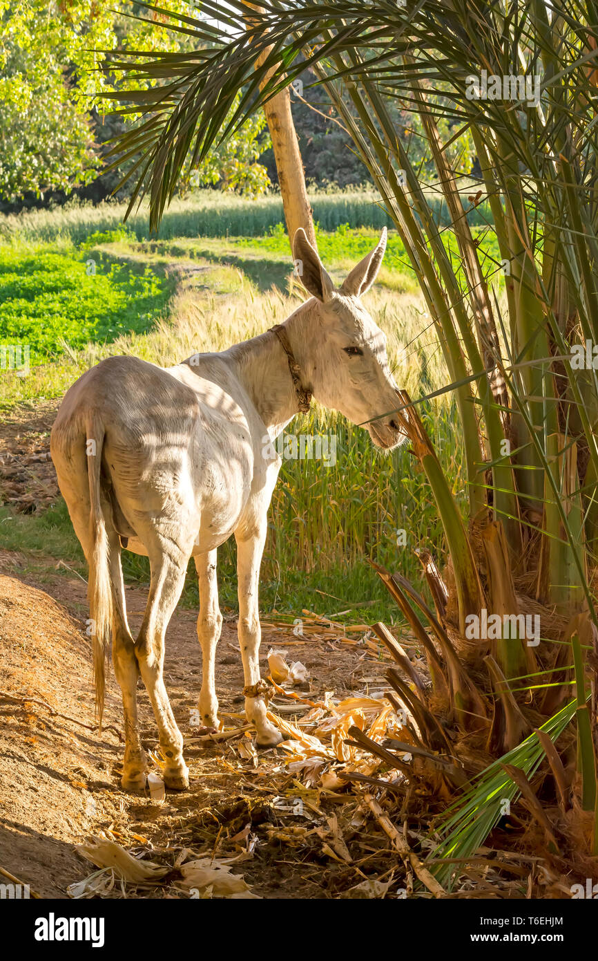 Bianco egiziano mulo puntato accanto a Palm tree Foto Stock