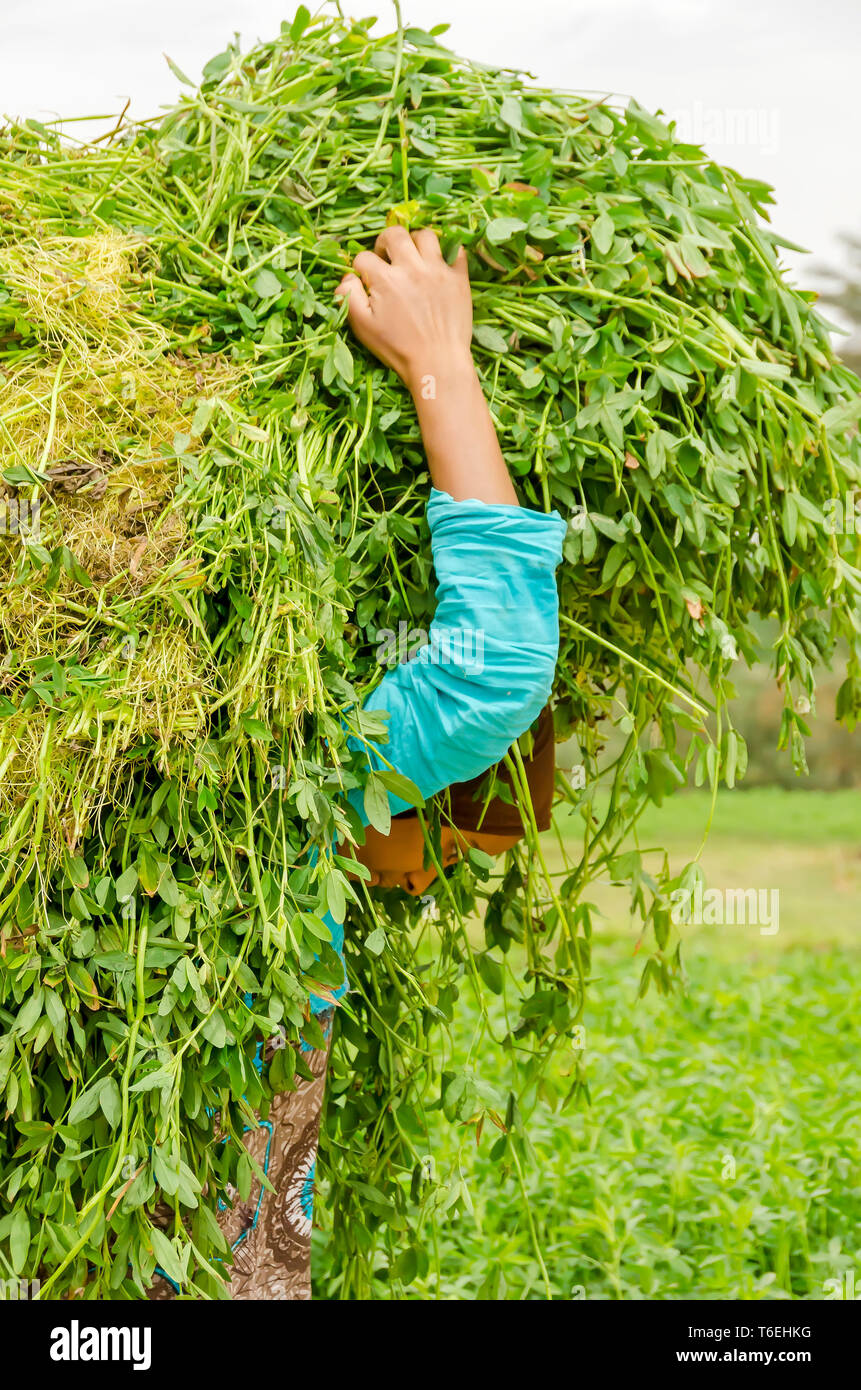 Egitto fattoria dove donna egiziana porta bundle di trifoglio di alimentazione sulla sua schiena, Foto Stock