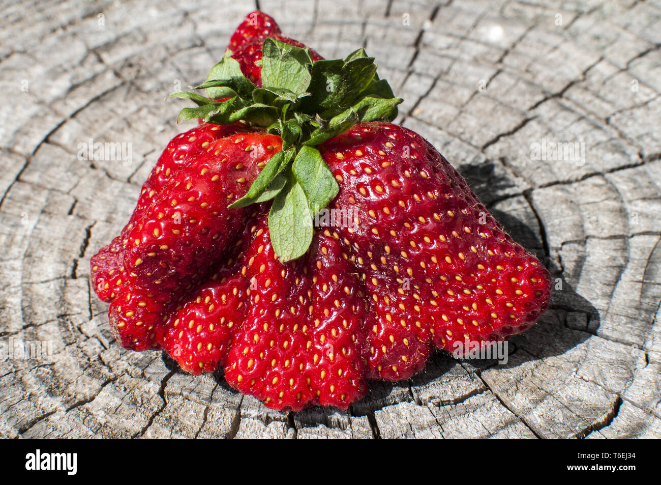 Una grande fragola rossa con la strana forma Foto Stock