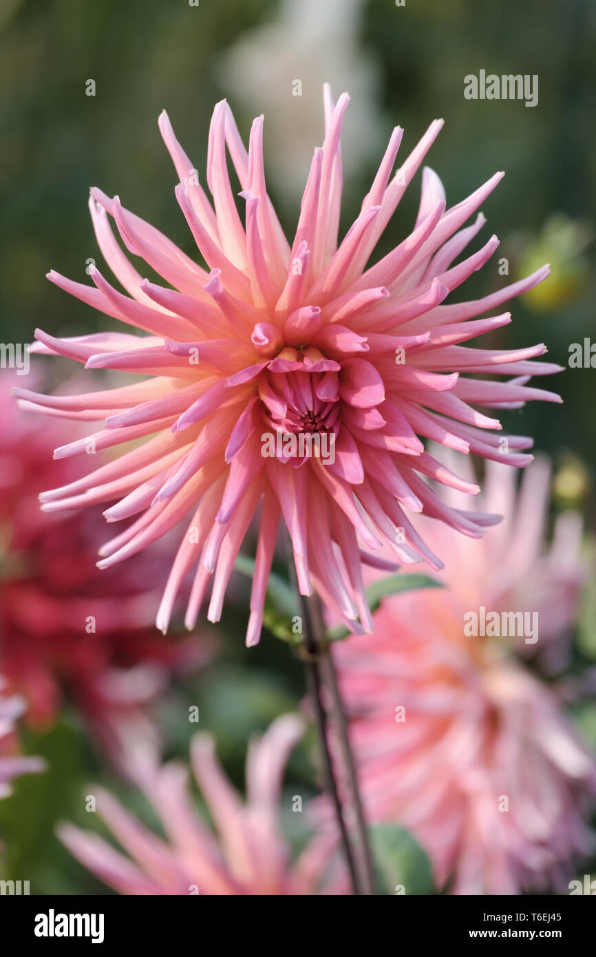 Cactus Dahlia (Dahlia) Foto Stock