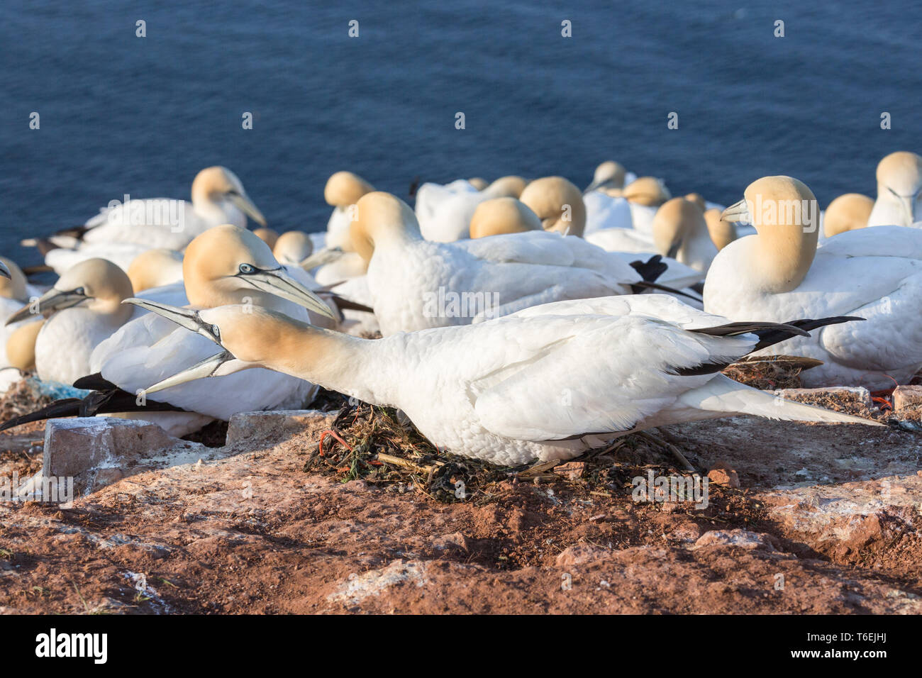 La nidificazione arrabbiato Northern Gannet a scogliere di isola tedesca Helgoland Foto Stock