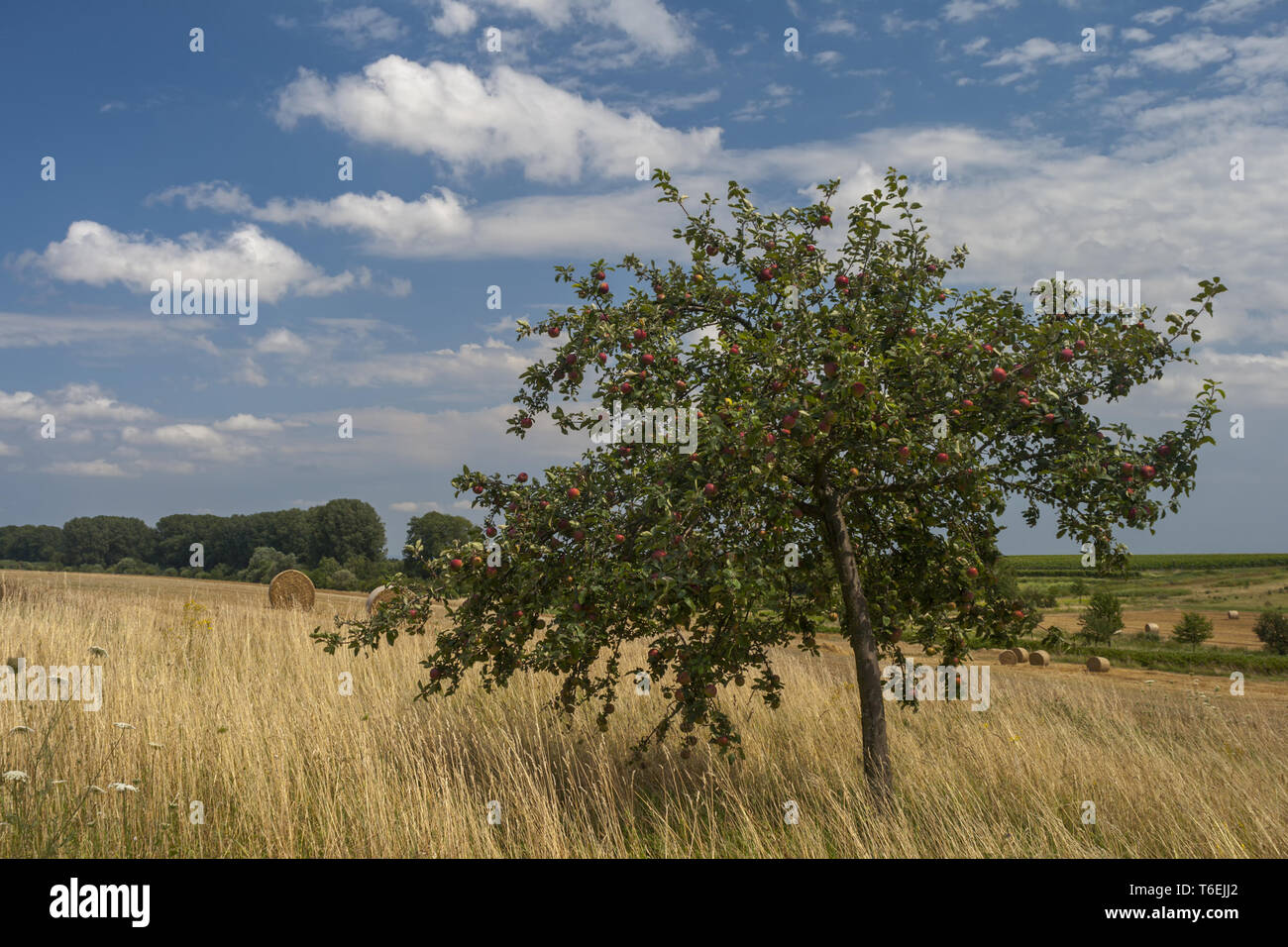 Apple tree (malus domestica) Foto Stock