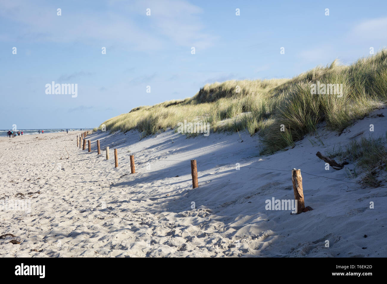 Dune presso il West Beach, Parco Nazionale di Vorpommersche Boddenlandschaft, Darss Foto Stock
