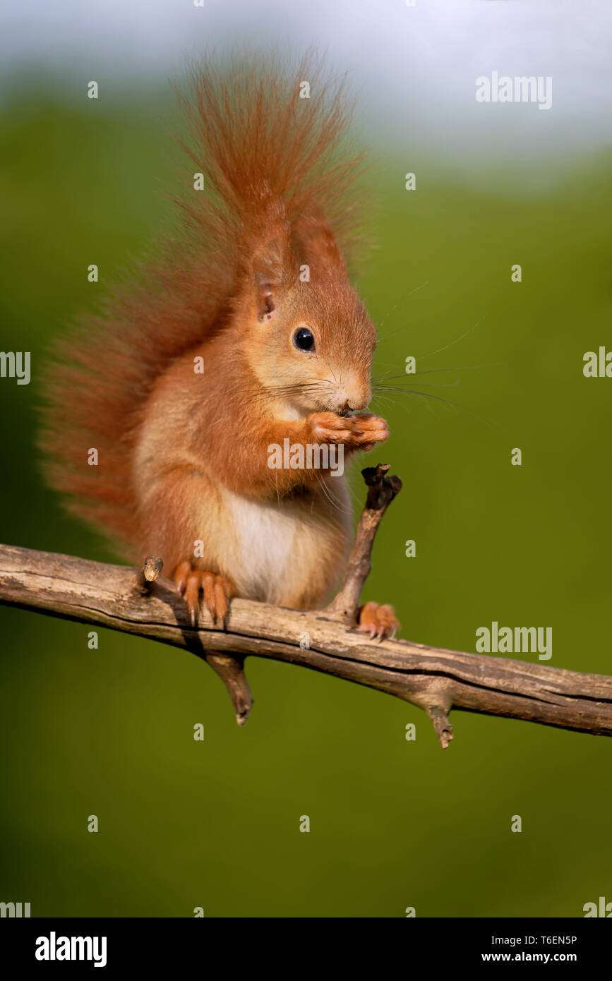 Giovani scoiattolo rosso mangiare semi di uccello Foto Stock