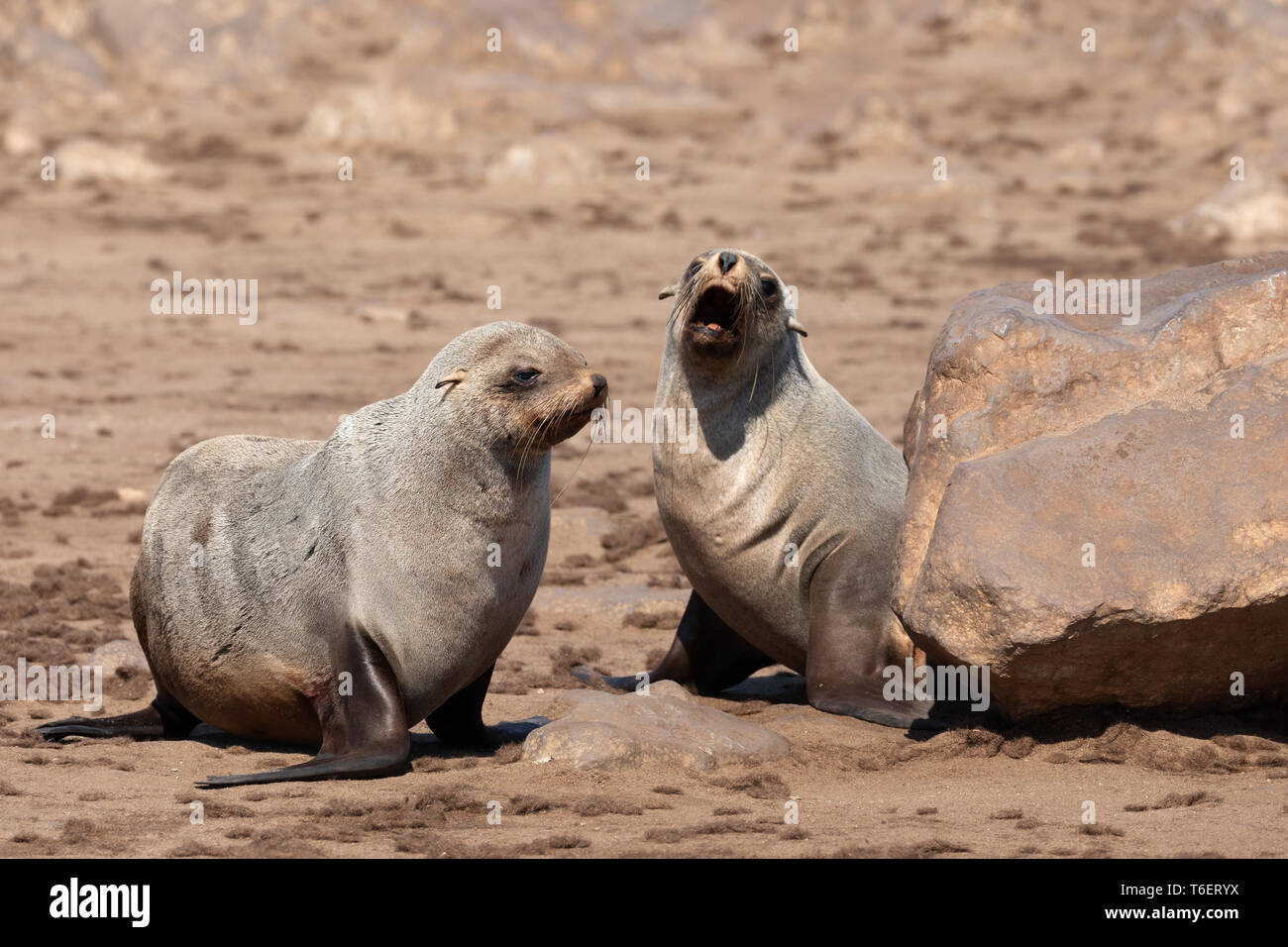 Brown pelliccia sigillo di Cape Cross, Namibia Foto Stock