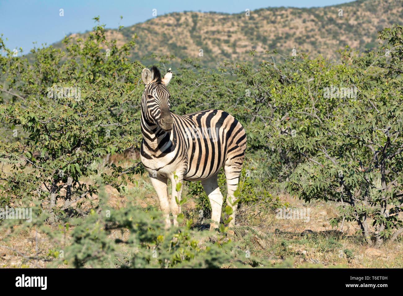 Zebra in Etosha Namibia Wildlife safari Foto Stock