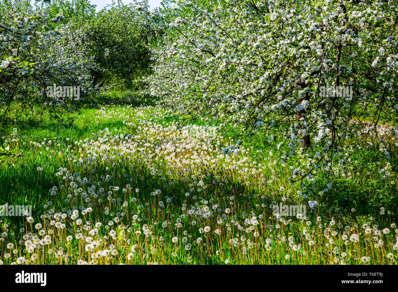 Fioritura di meli in primavera Foto Stock