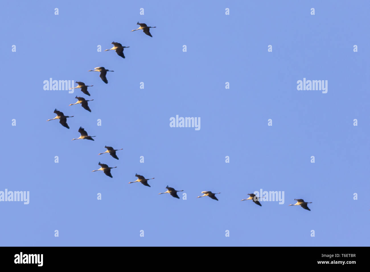 Gru comune (grus grus) Foto Stock