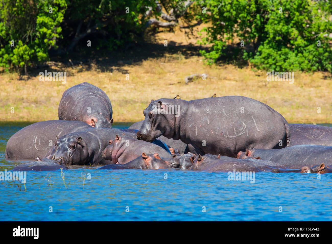 Allevamento di ippopotami in appoggio Foto Stock