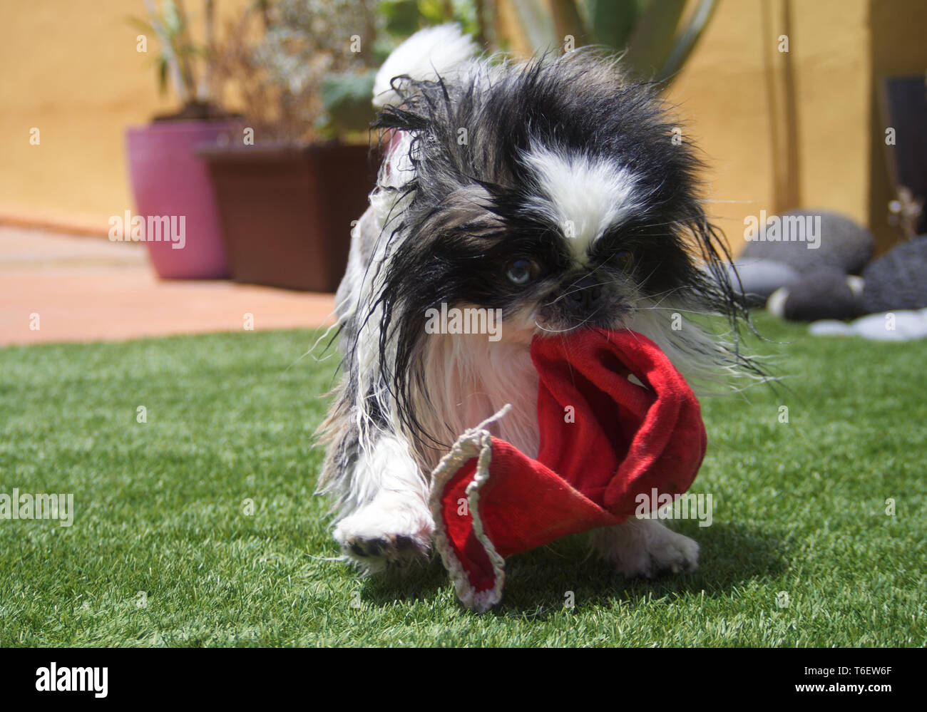 Bellissimo cane pekingese giocando con una calza rossa Foto Stock