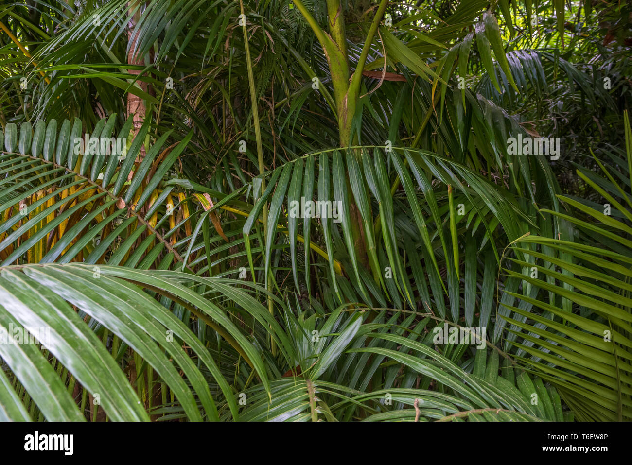 Tropical foglie di palma, verde sullo sfondo della foresta pluviale Foto Stock