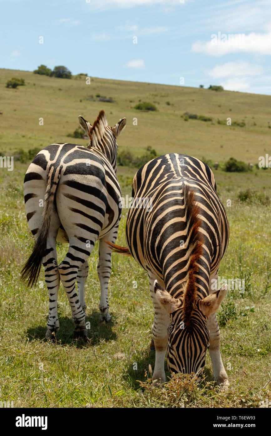 Zebre in piedi in direzioni opposte Foto Stock