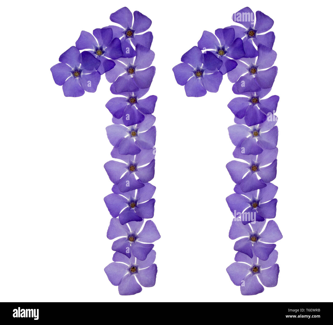 Il numero di riferimento 11, undici, dal naturale fiori blu di pervinca, isolato su sfondo bianco Foto Stock