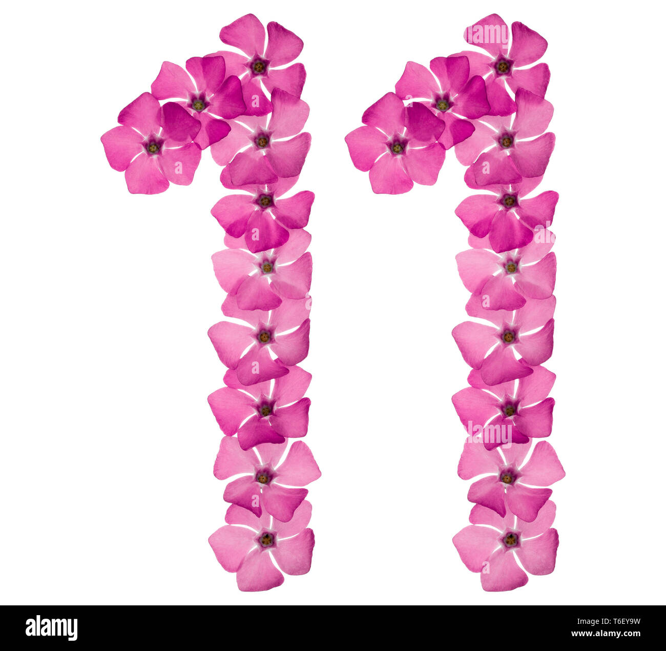 Il numero di riferimento 11, undici, dal colore rosa naturale fiori di pervinca, isolati su sfondo bianco Foto Stock