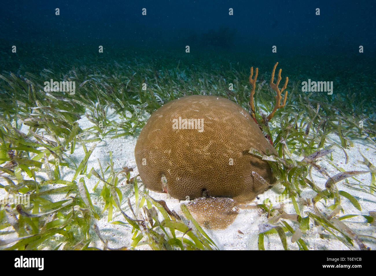 Giovani stelle Coral growning in letto poco profondo di tartaruga erba, Florida Keys National Marine Sanctuary Foto Stock