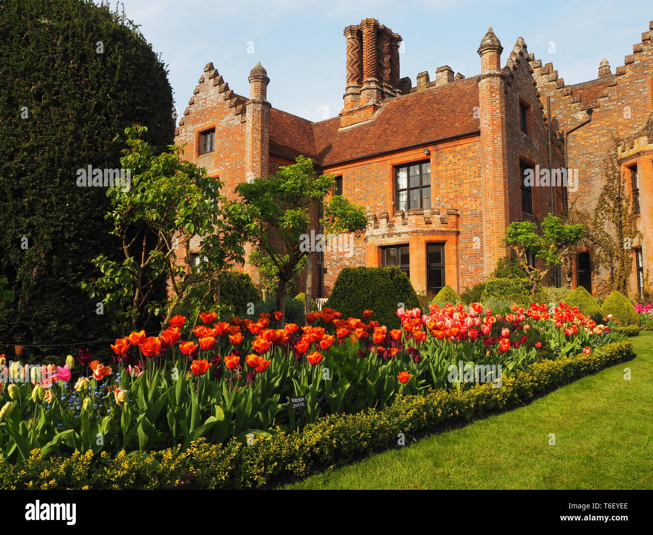 Chenies Manor House e Giardini in aprile mostra colorato tulip frontiere in piena fioritura, prato topiaria da e. Foto Stock