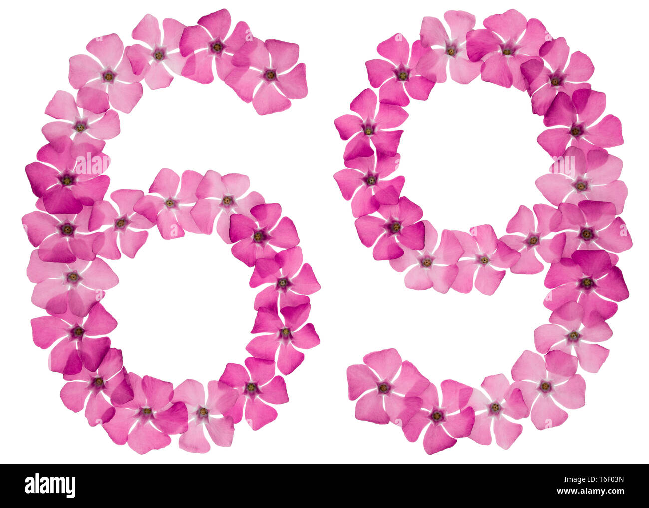Il numero di riferimento 69, sessanta nove, dal colore rosa naturale fiori di pervinca, isolati su sfondo bianco Foto Stock