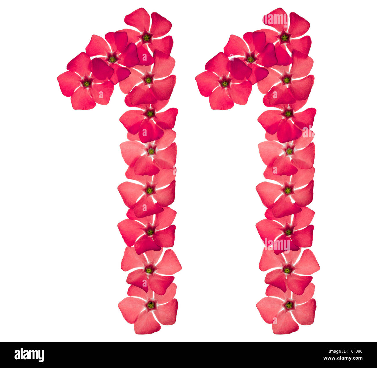 Il numero di riferimento 11, undici, dal rosso naturale fiori di pervinca, isolati su sfondo bianco Foto Stock