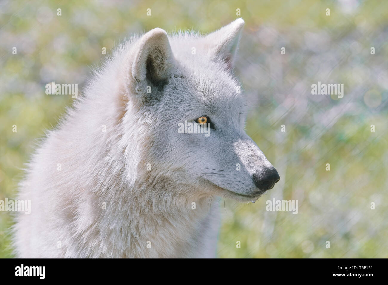 Alaskan Tundra Wolf Foto Stock