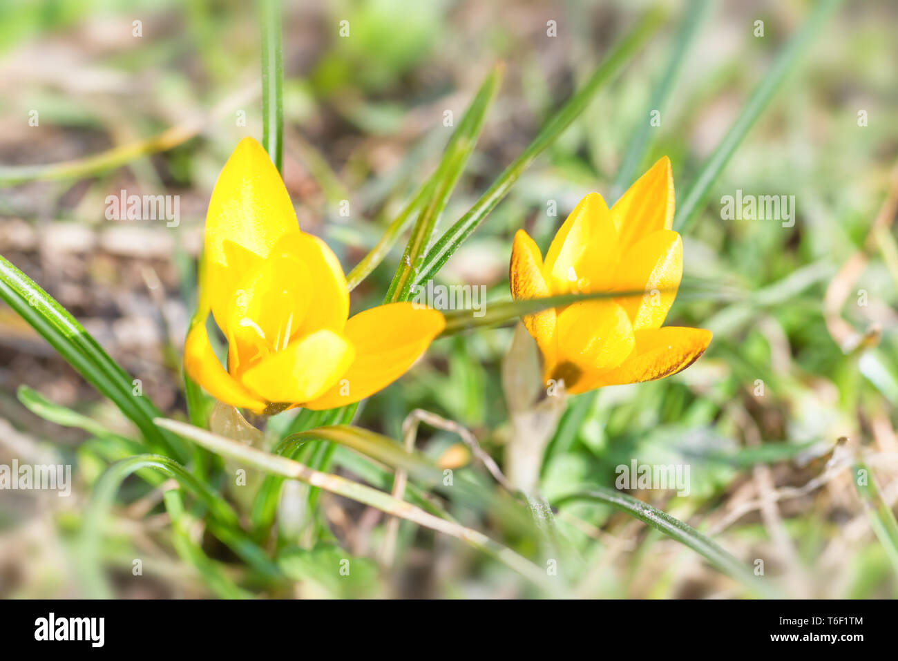 Macro shot di primavera fiori gialli di crochi Foto Stock