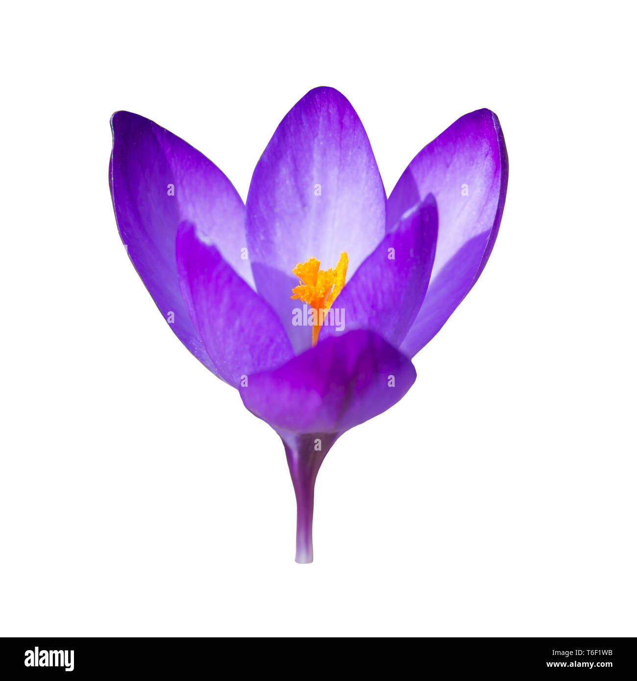 La molla viola fiore Crocus Foto Stock