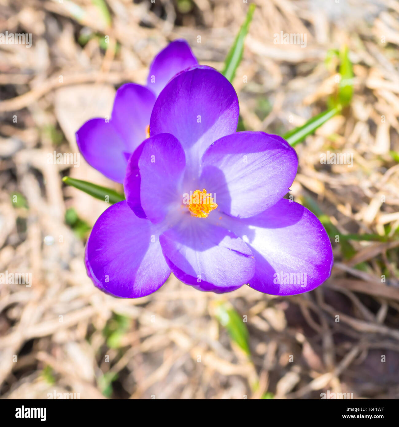 Macro shot della molla viola fiore Crocus Foto Stock