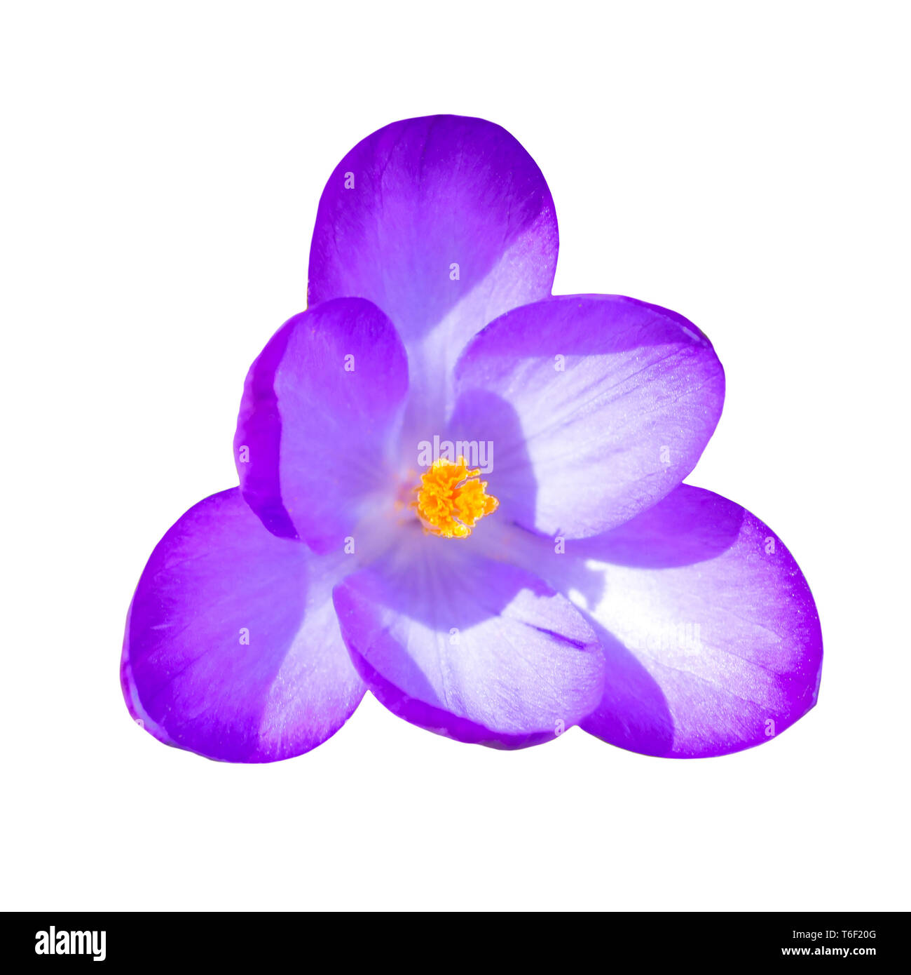 Macro fiore Crocus Foto Stock