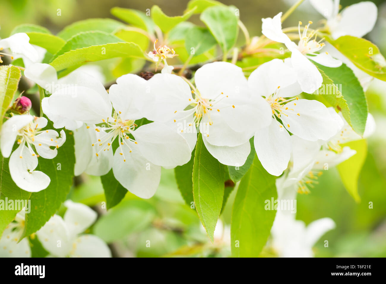 Sakura bianco fiori su una struttura a molla Foto Stock