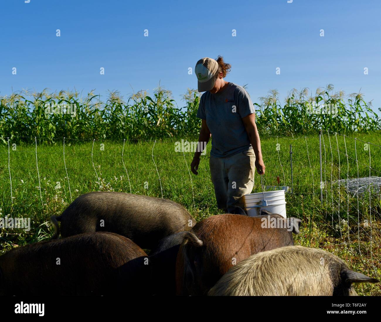 Lavoro duro contadina sulla piccola fattoria svolgendo mansioni di portare acqua e alimentazione di suini al di fuori di Decorah, Iowa, USA Foto Stock