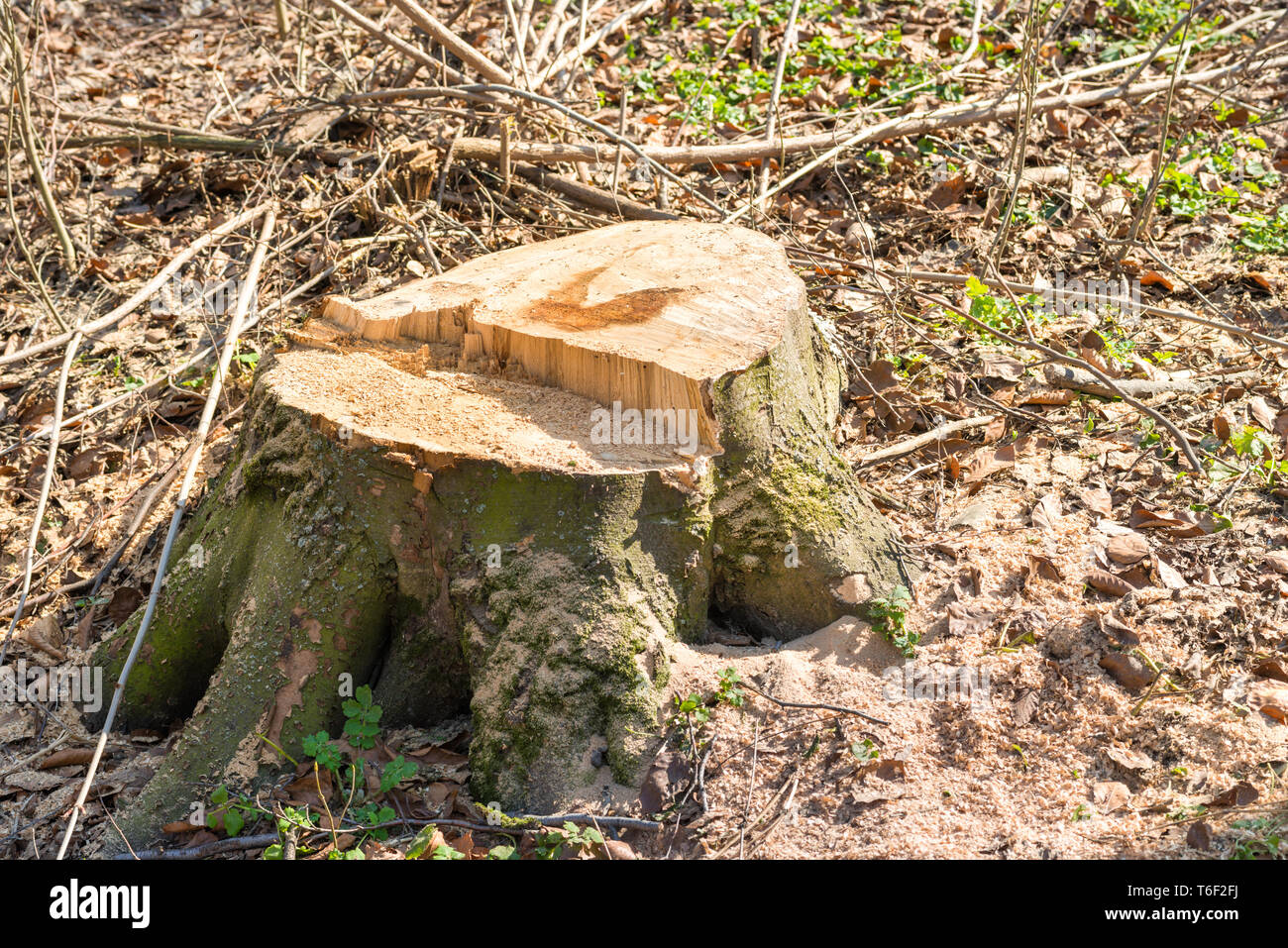 Il moncone dal grande albero di distacco Foto Stock