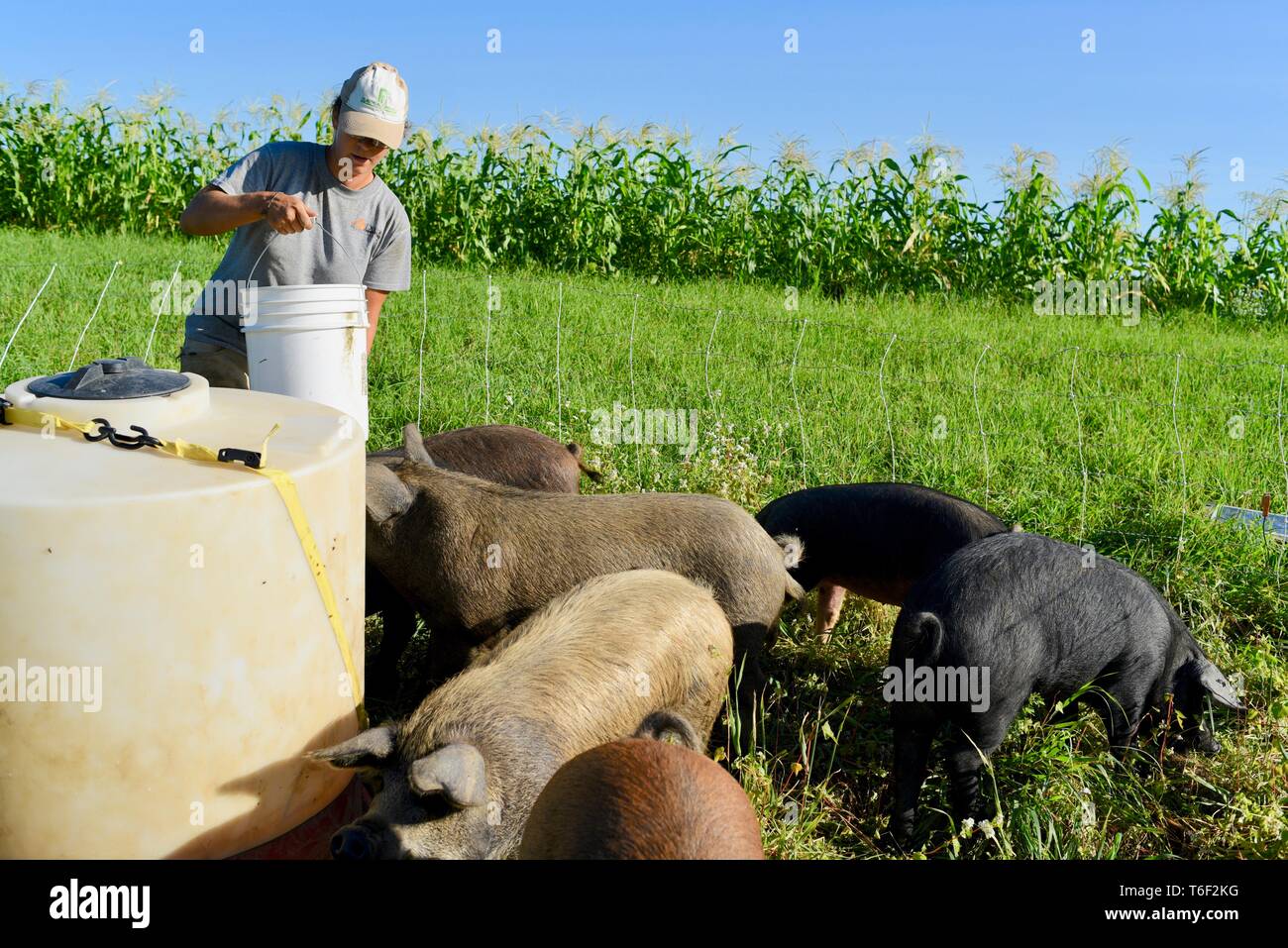 Lavoro duro contadina sulla piccola fattoria svolgendo mansioni di portare acqua e alimentazione di suini al di fuori di Decorah, Iowa, USA Foto Stock